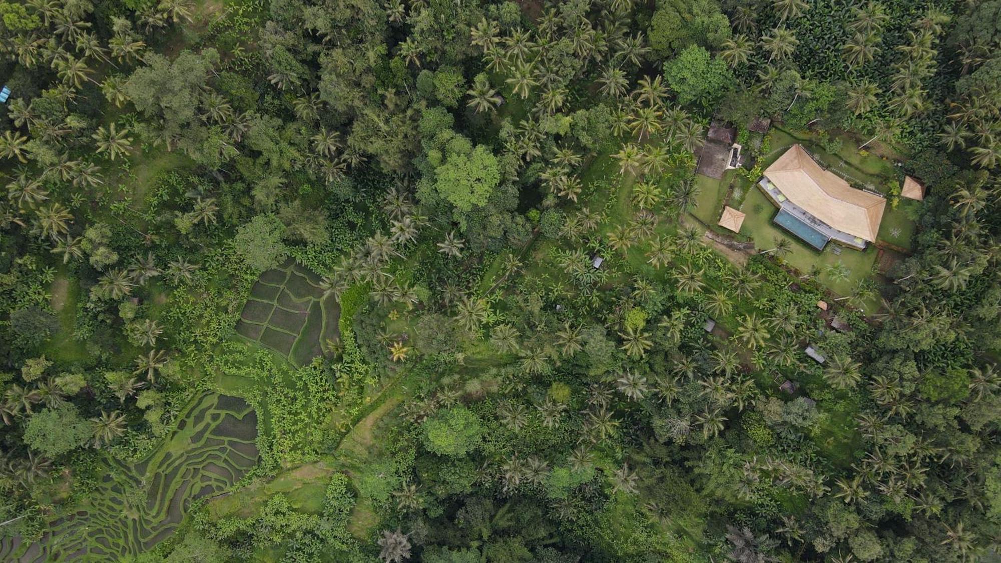 Villa Themma Jungle - Sumptuous 3Br Luxury Villa With Majestic Jungle View North Of Ubud Екстериор снимка